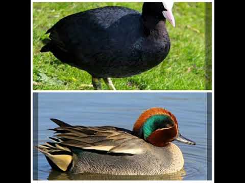 american coot and eurasian teal fix qasqaldaq ,qarop ,cirok qarisiq