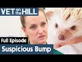 🦔 Hedgehog Has A Small Bump Growing | FULL EPISODE | S03E10 | Vet On The Hill