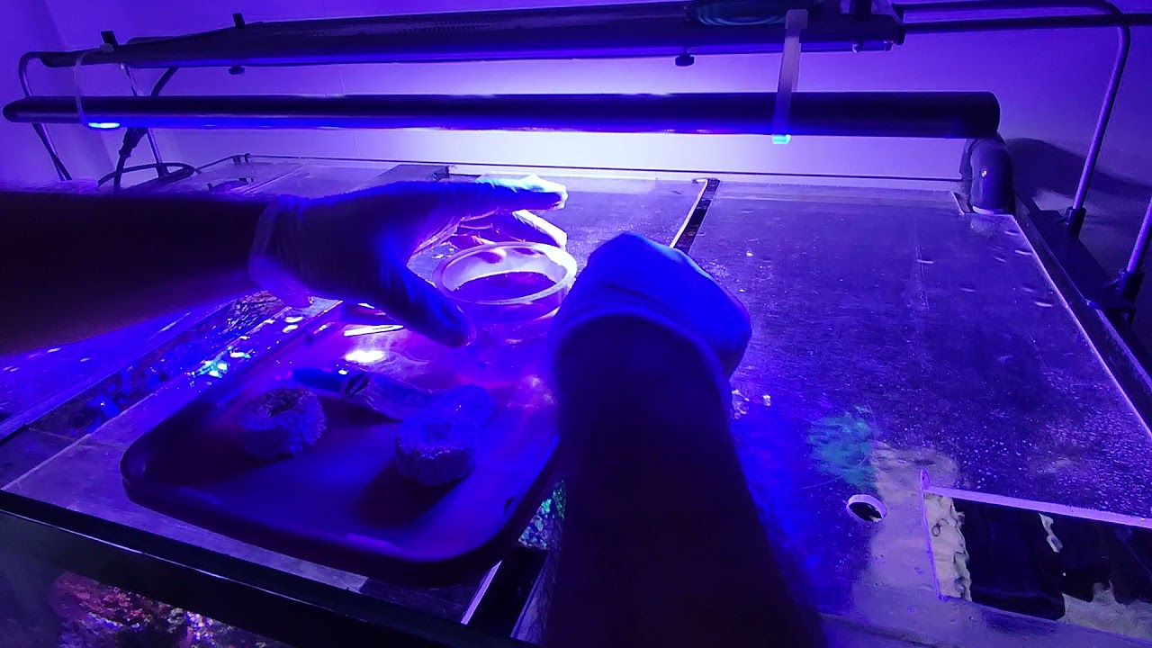 bouturage d'un sarcophyton