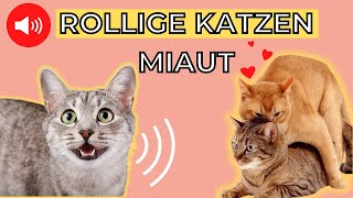 Rollige Katze miaut 😻🔊 katzen miauen