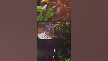 Ambient music // Chase Bliss Mood Mk2, OP-1 field, Octatrack mk2 and Cocoquantus 2 (2) (extract-1)