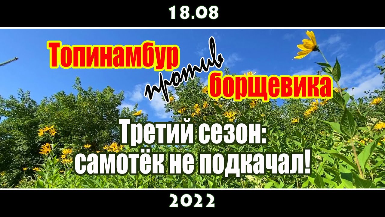 Топинамбур против борщевика... - YouTube