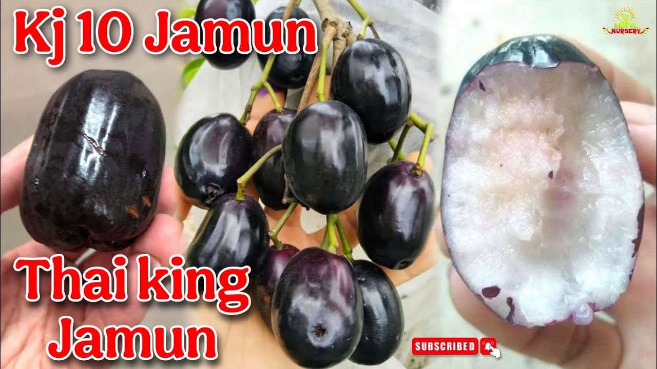 Kg 10 jamun plant farming in india