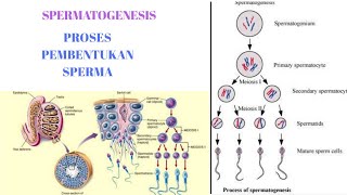 PROSES PEMBENTUKAN SPERMA (SPERMATOGENESIS)