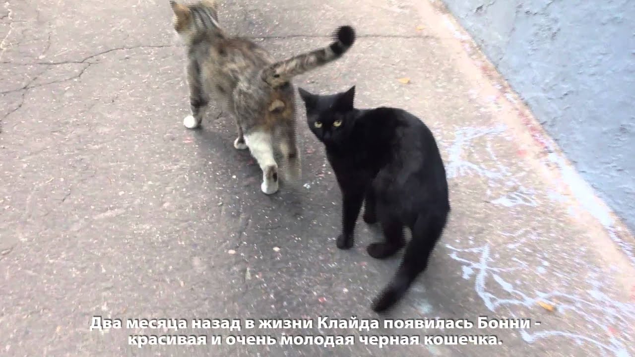 CATS LOVE STORY БОННИ И КЛАЙД КОШКИ МОСКВА 2014 Cats&DogsTV