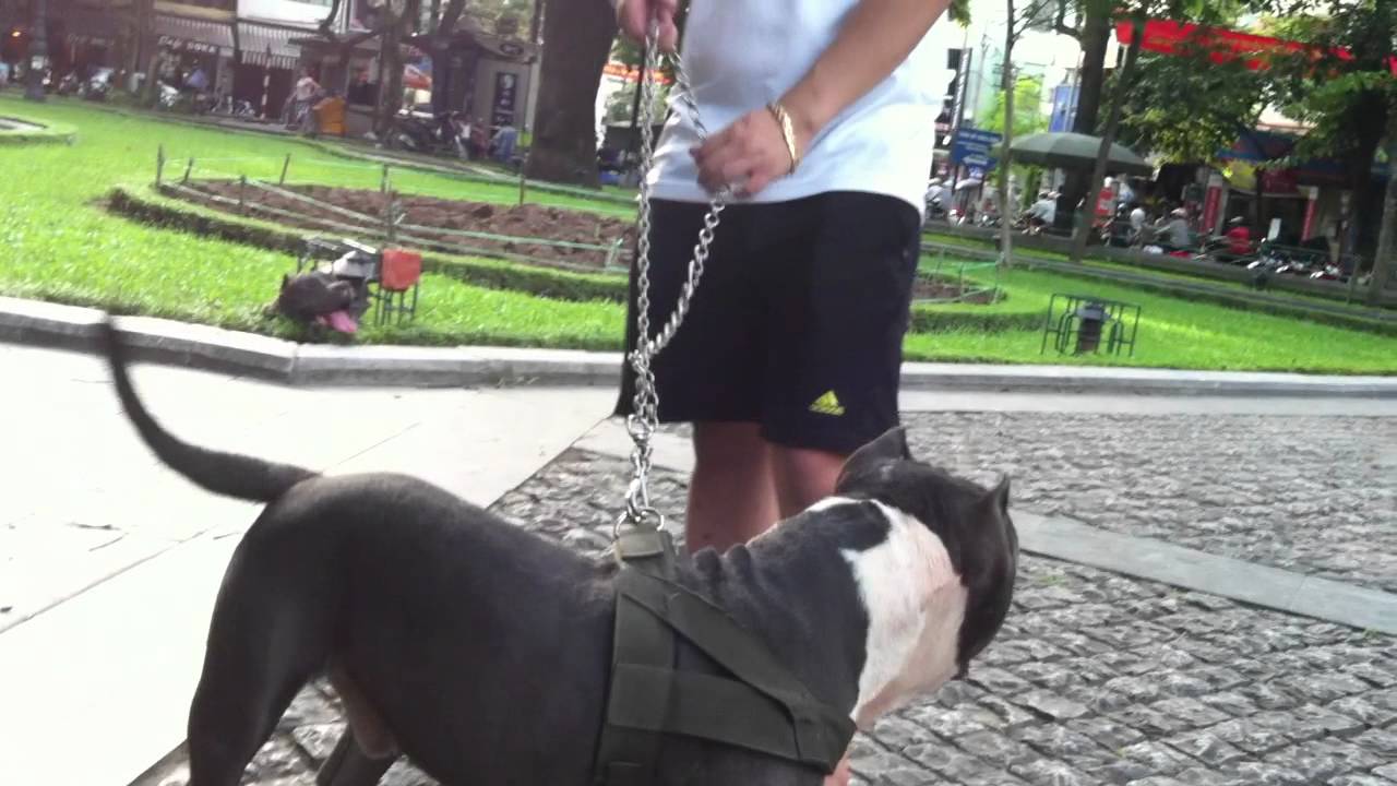 American Bully Club in Ha Noi YouTube