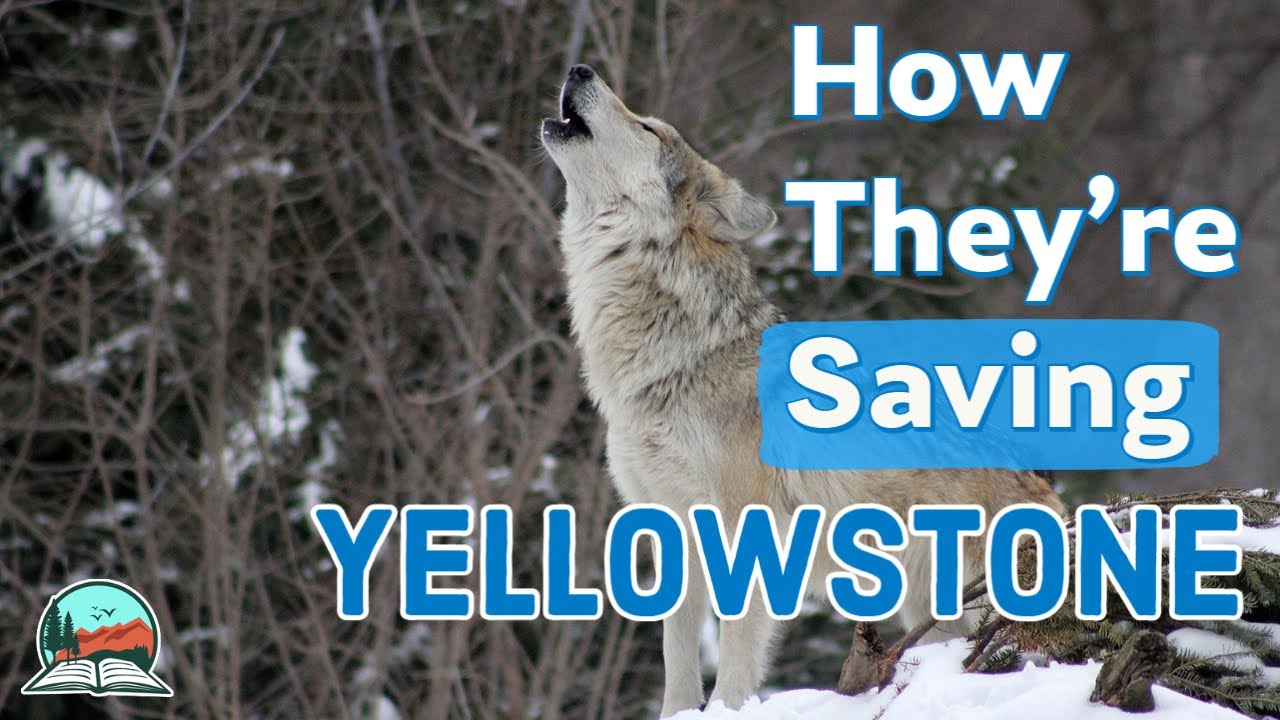 ⁣How Wolves Brought Yellowstone Back to Life
