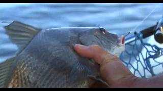 Catching Summer Black Drum In North Carolina screenshot 5