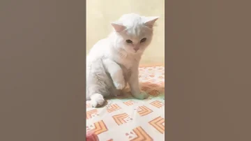 Rozi Anime Music Edit Cat 