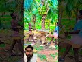 Coconut harvesting #shortsfeed #shorts #trendingshorts #coconut