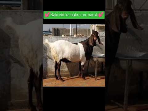 Bakr Eiad Ka Bakra Mubarak5M Views Shorts Shortvideos Shorts Ytshorts Youtubeshorts Youtube 