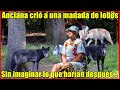 Anciana crió a una manada de 5 lobos, pero nunca imaginó como se lo pagarían.