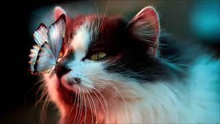 Content - Cat purring Binaural beats and violin for deep relaxation and stress relief
