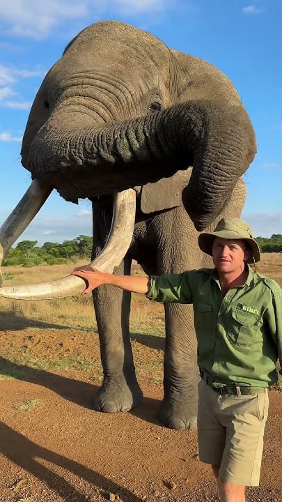 (44) Mak is an icon here on Imire, this is the background info on an elephant! 🌍 - YouTube