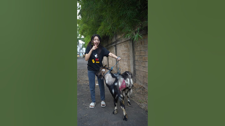 Wawancara kambing quiu