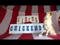 Circus chickendogthe moose edition