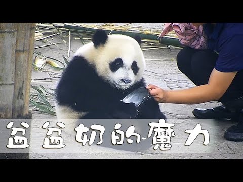 《熊貓早晚安》盆盆奶的魔力 | iPanda熊貓頻道