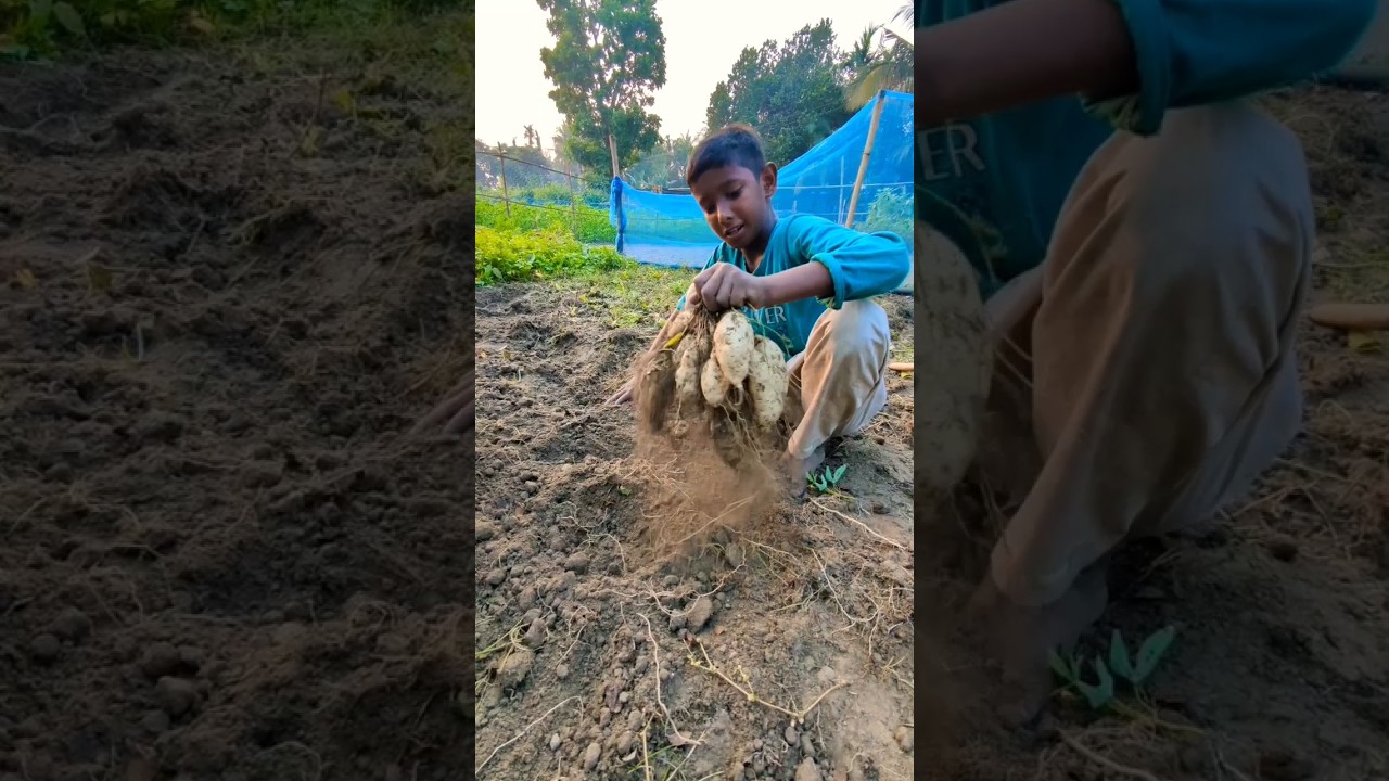 Amazing sweet Potato Hand Harvesting | Primitive cultivation 