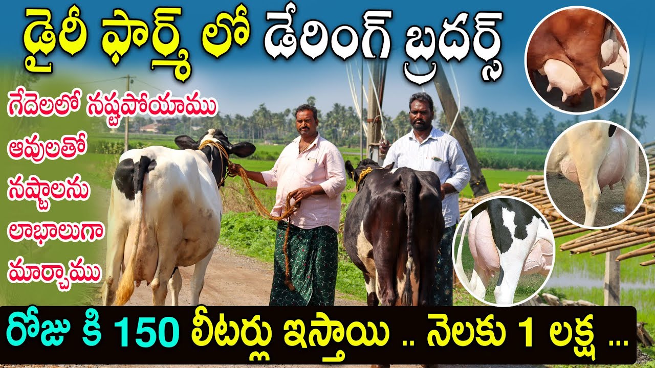 HF and Jersey Cow Dairy Farm Success Story Of Kodali Brothers