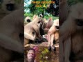 #shorts #shortsfeed #youtubeshorts #funny #monkey #comedy #cute #cat #video