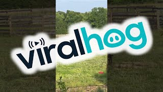 Goats Confirm They Are Doing Okay || ViralHog