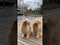 Funny little animals shorts editss funny puppy dogs