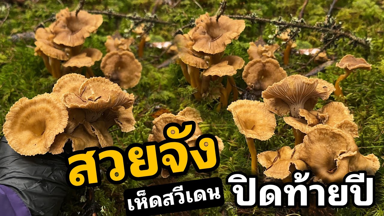 เห็ดป่าทะเลสาบขายครั้งสุดท้ายของปี Trattkantarell 🇸🇪(Cantharellus_Tubaeformis) เห็ดทรัตคานตาเรียล