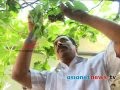 Rajan Samuel grapes farming success