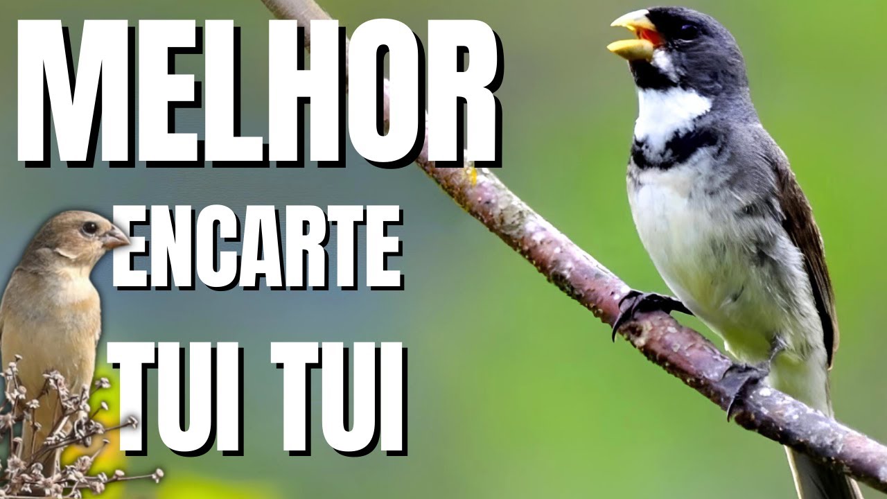 🟢MELHOR TUI TUI PARA ENCARTE🟢🟢 TURBINE SEU PARDO 🟢