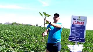 Семена подсолнечника под Гранстар ЕС АЛЬФА. Урожайный гибрид  устойчивый к засухе и болезням.