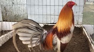 Gallos De Primer Nivel