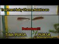 Baby Channa Asiatica  WS || treatment Update Perkembangan 1 bulan baby Channa Asiatica WS