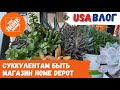 Суккулентам быть // Магазин Home Depot // Влог США