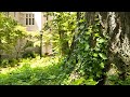 ポプラの木/ ねこぴっくる (さとうささら)
