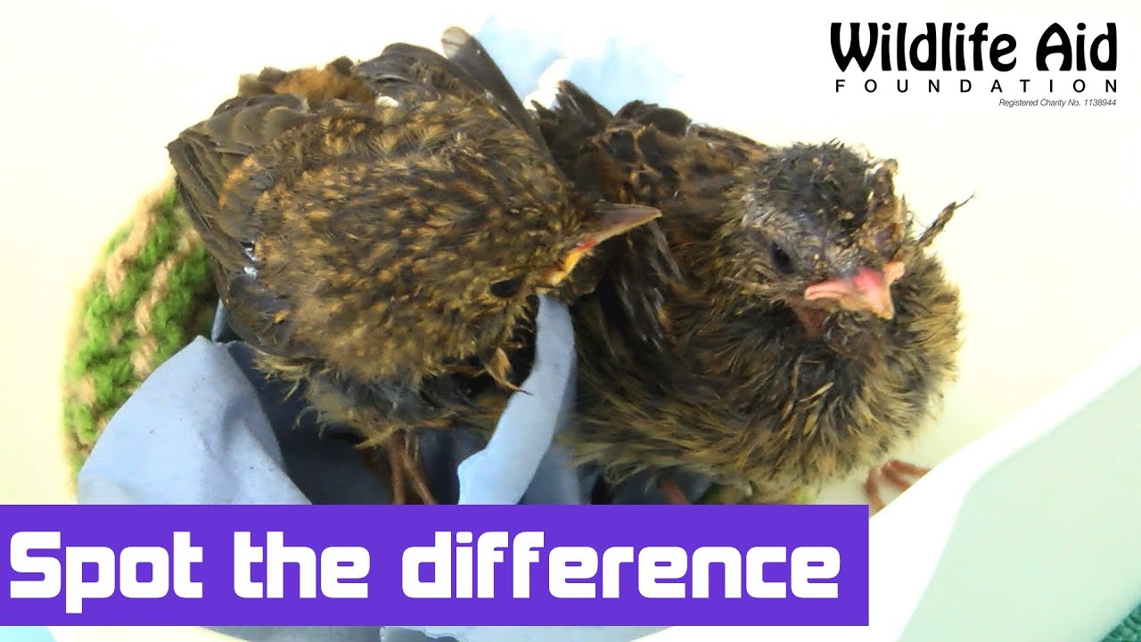 wildlife sos facebook Which one is the robin?