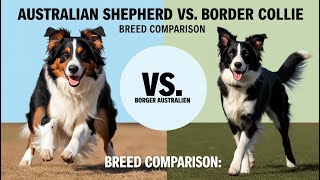 Exclusive Australian Shepherd vs Border Collie: Which Breed is Right for You? Details