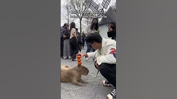 Original Capybara song - Masbro Theme