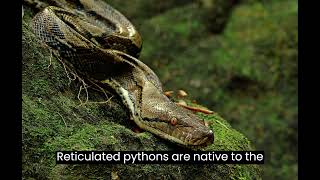 Anaconda vs Reticulated Python: The Ultimate Comparison- Animal Face Off Ep1
