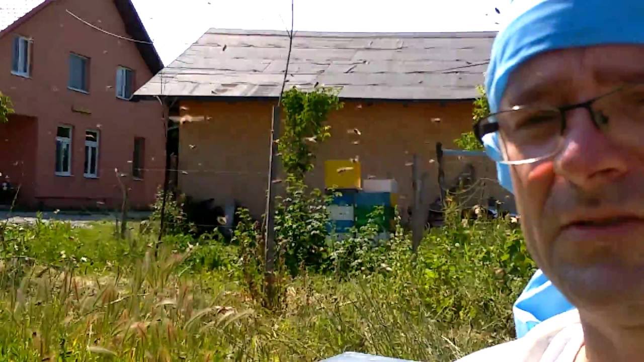 Apis Ines Roi a la Leo sau metoda Taranov