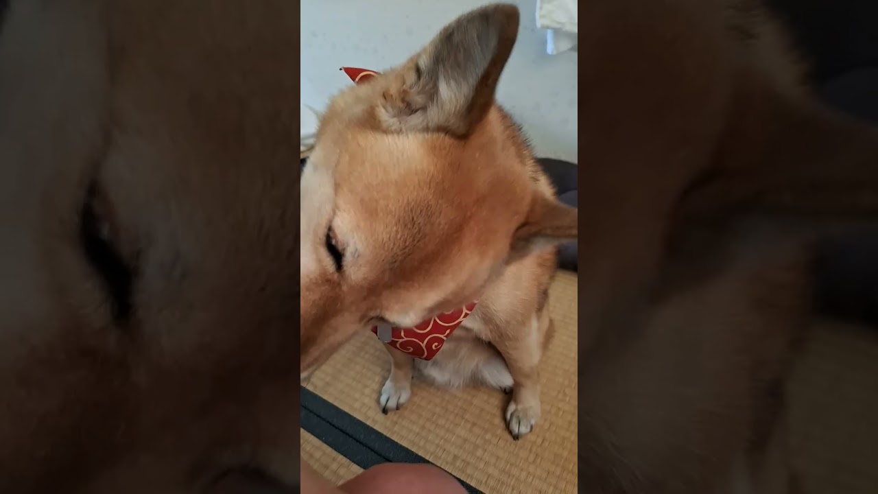 朝から靴下が履けない(笑)　I can't put on socks this morning (lol)　2026年1月9日