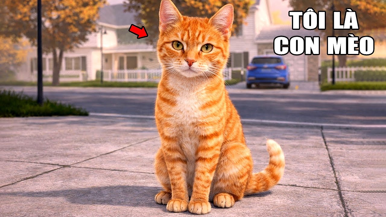 TÔI SỐNG CUỘC ĐỜI CỦA MỘT CON MÈO | Copycat