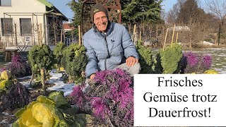 Frische Ernte Trotz Dauerfrost Pflege Und Anbautipps Für Die Kalte Jahreszeit