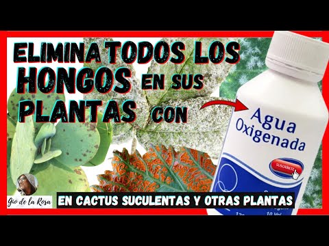 Video: Arbustos de azalea y pudrición de la raíz por Phytophthora