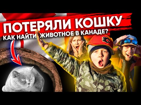 Потеряли кошку | Как найти домашнее животное в Канаде