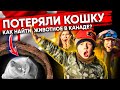 Потеряли кошку | Как найти домашнее животное в Канаде