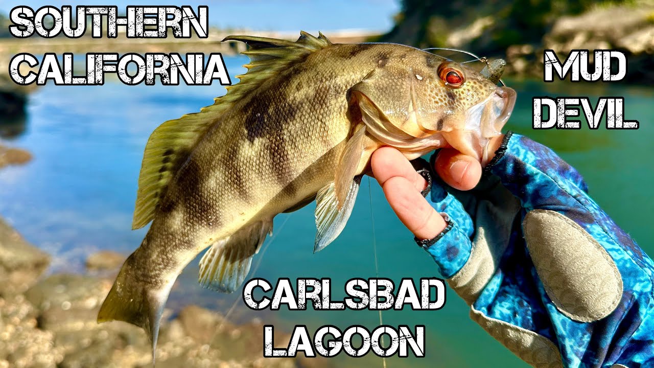 CARLSBAD Lagoon BASS FISHING DROP SHOT 3″ KEITECH Easy Shiner