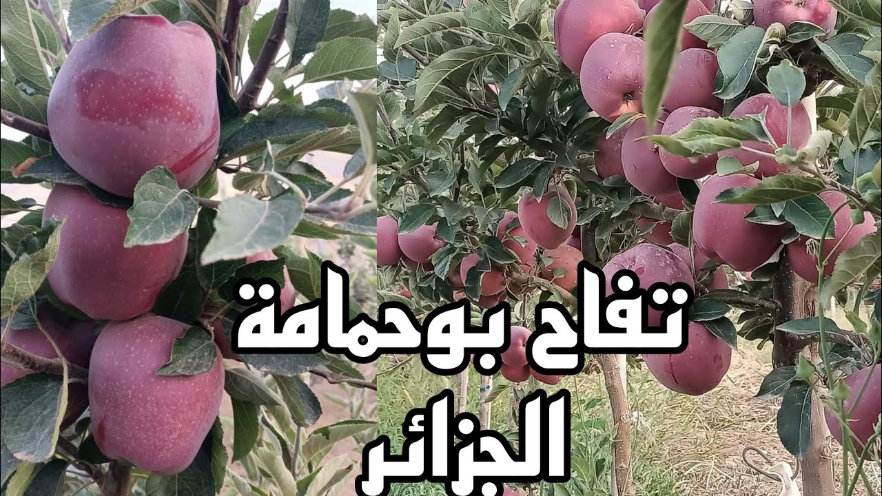 شاهد أخي الفلاح مستثمرات التفاح في تعاونية بوحمامة مع بولندا و الطرق الزراعية الحديثة