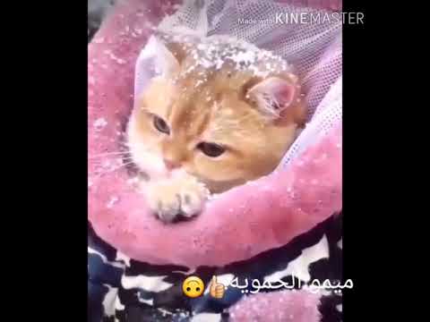 حالات واتس اب روعة فيروز ثلج ثلج