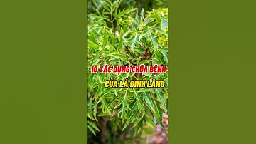 10 Tác Dụng Chữa Bệnh Của Lá Đinh Lăng #dsdaiminh #dinhduong #shorts #health