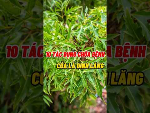 10 Tác Dụng